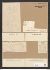 Diatomeae indet. Zeichnungen Sammlung Grunow Nr. 3737 (NHMW-BOT-W0371380)